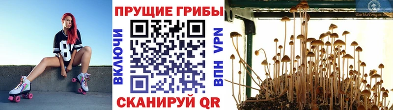 где продают наркотики  Борзя  Галлюциногенные грибы ЛСД 